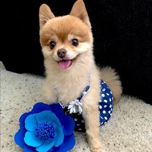 Blue Polka Dot Summer Dress for Small Dog